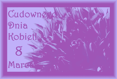 Żółte, czerwone i fioletowe tulipany na dzień kobiet